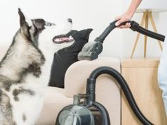 Der ETA Grande Animal wird der beste Freund Ihrer Vierbeiner