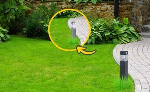 Blickfang für Balkon und Garten
