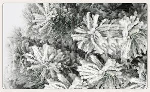 Fortschrittliche Schneefixierungstechnologie