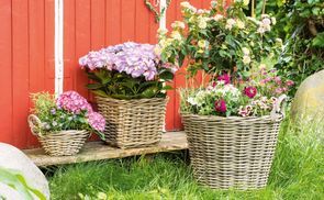 Всеs für Ihre Blumen und Pflanzen