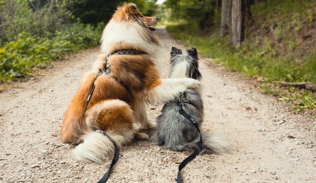 Schleppleine für Freilauf & Training