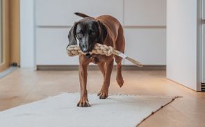 Für bessere Zahngesundheit