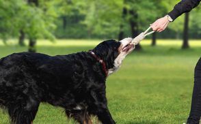 IDEALES GESCHENK FÜR IHRE HUNDE UND IHR ZUHAUSE